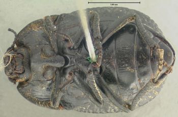 Media type: image;   Entomology 7196 Aspect: habitus ventral view